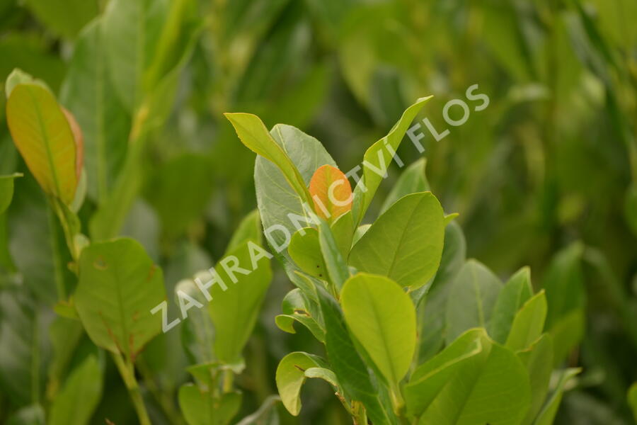 Bobkovišeň lékařská 'Van Nes' - Prunus laurocerasus 'Van Nes'