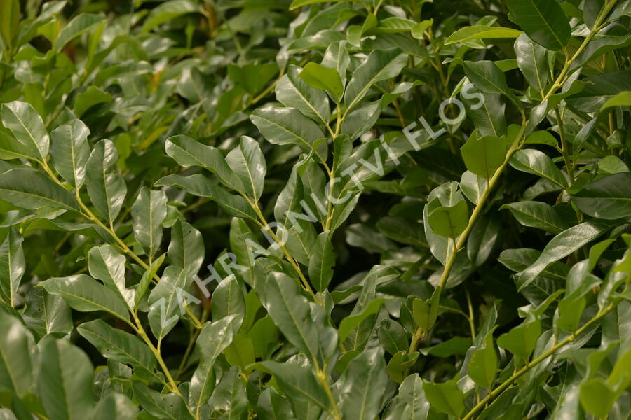 Bobkovišeň lékařská 'Mischeana' - Prunus laurocerasus 'Mischeana'