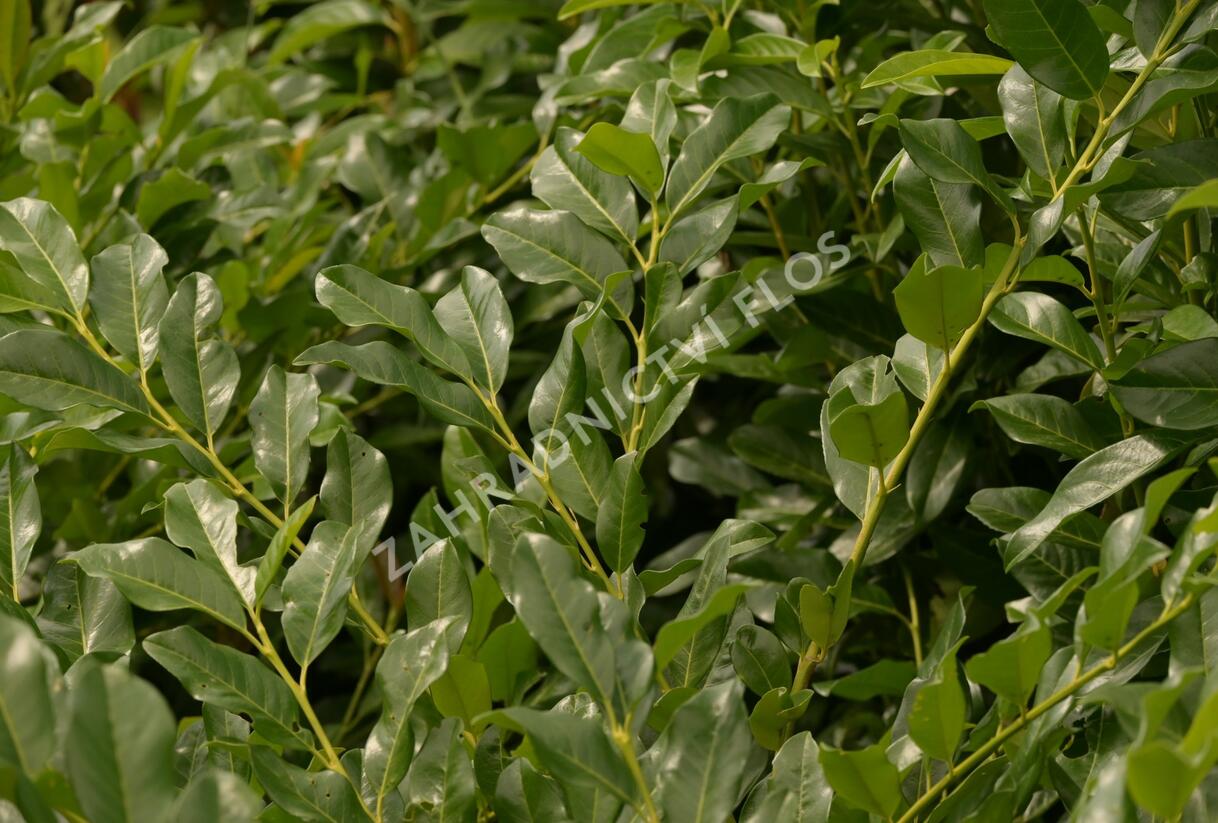 Bobkovišeň lékařská 'Mischeana' - Prunus laurocerasus 'Mischeana'
