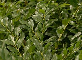 Bobkovišeň lékařská 'Mischeana' - Prunus laurocerasus 'Mischeana'