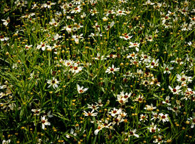 Krásnoočko přeslenité 'Fool's Gold' - Coreopsis verticillata 'Fool's Gold'