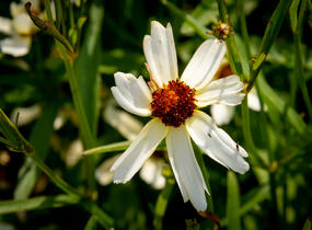 Krásnoočko přeslenité 'Fool's Gold' - Coreopsis verticillata 'Fool's Gold'