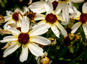 Krásnoočko přeslenité 'Fool's Gold' - Coreopsis verticillata 'Fool's Gold'
