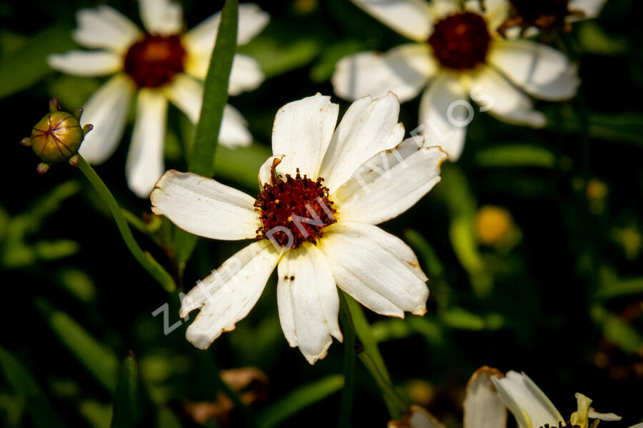 Krásnoočko přeslenité 'Fool's Gold' - Coreopsis verticillata 'Fool's Gold'