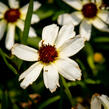 Krásnoočko přeslenité 'Fool's Gold' - Coreopsis verticillata 'Fool's Gold'