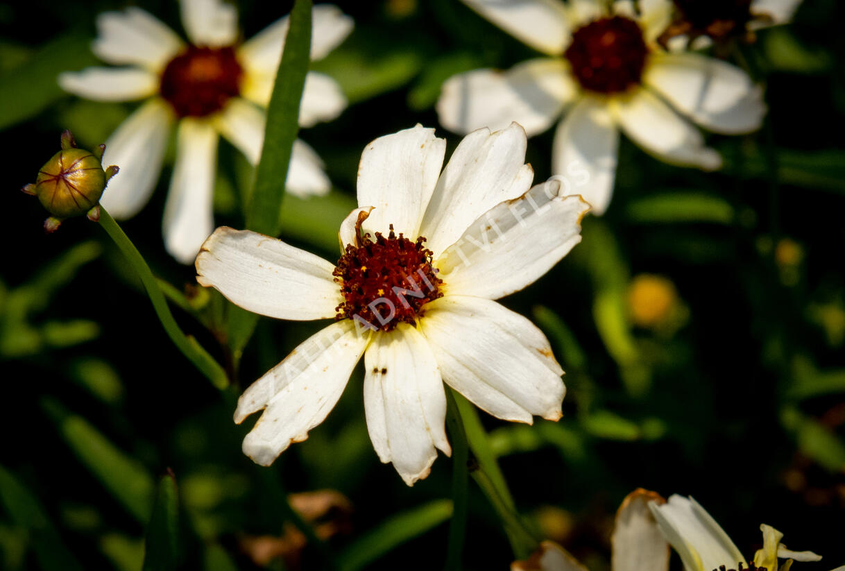 Krásnoočko přeslenité 'Fool's Gold' - Coreopsis verticillata 'Fool's Gold'