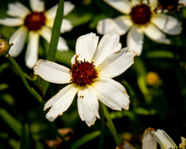 Krásnoočko přeslenité 'Fool's Gold'