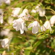 Plamének vlašský 'Alba Luxurians' - Clematis viticella 'Alba Luxurians'