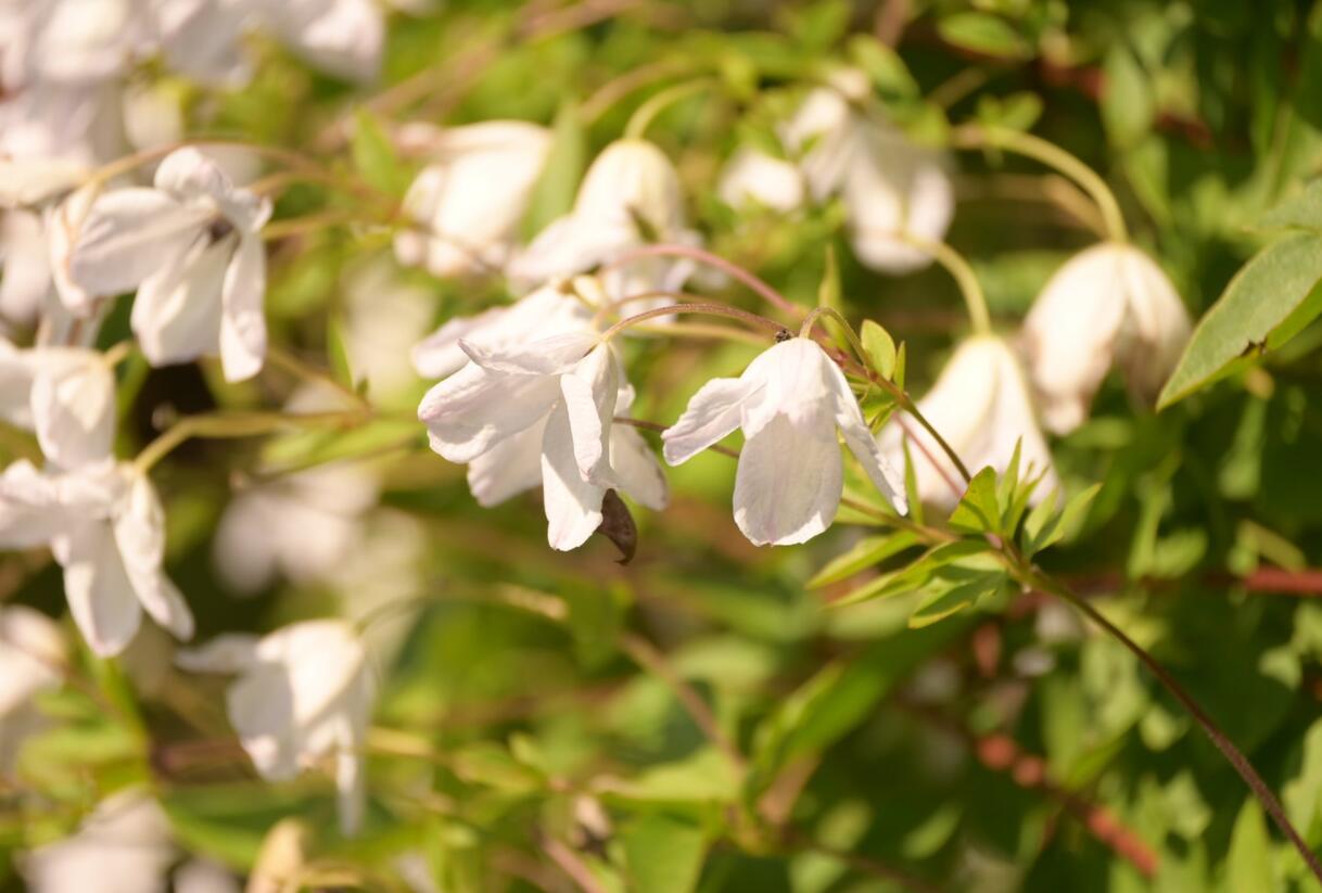 Plamének vlašský 'Alba Luxurians' - Clematis viticella 'Alba Luxurians'