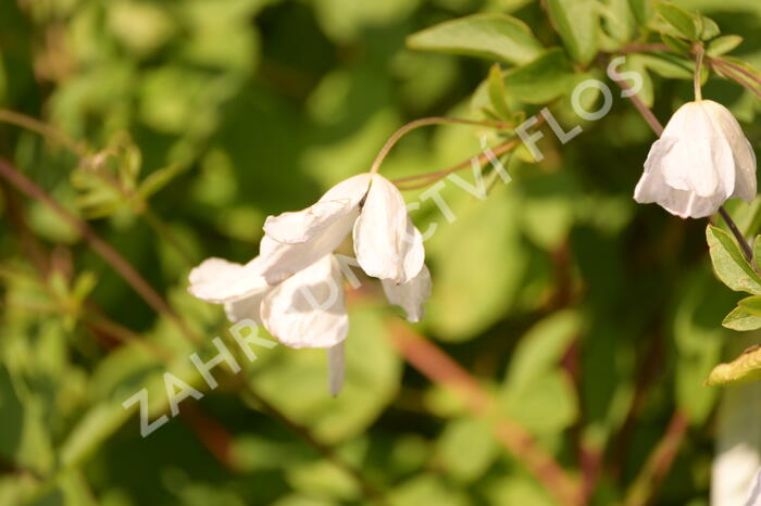 Plamének vlašský 'Alba Luxurians' - Clematis viticella 'Alba Luxurians'