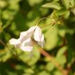 Plamének vlašský 'Alba Luxurians' - Clematis viticella 'Alba Luxurians'