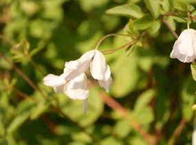 Plamének vlašský 'Alba Luxurians' - Clematis viticella 'Alba Luxurians'