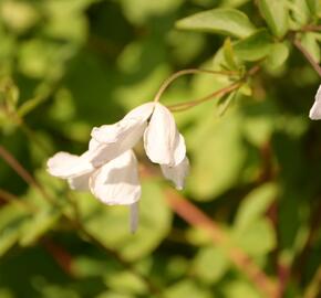 Plamének vlašský 'Alba Luxurians' - Clematis viticella 'Alba Luxurians'