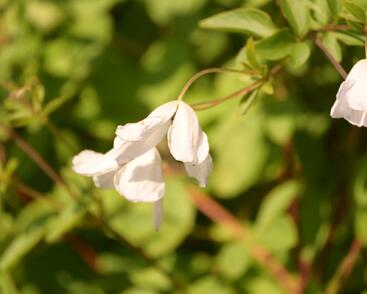 Plamének vlašský 'Alba Luxurians'