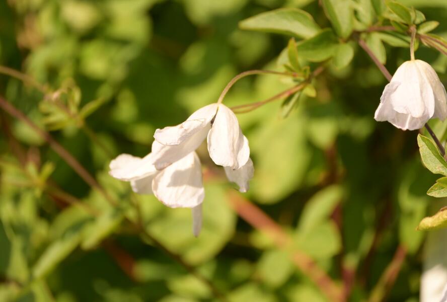Plamének vlašský 'Alba Luxurians' - Clematis viticella 'Alba Luxurians'
