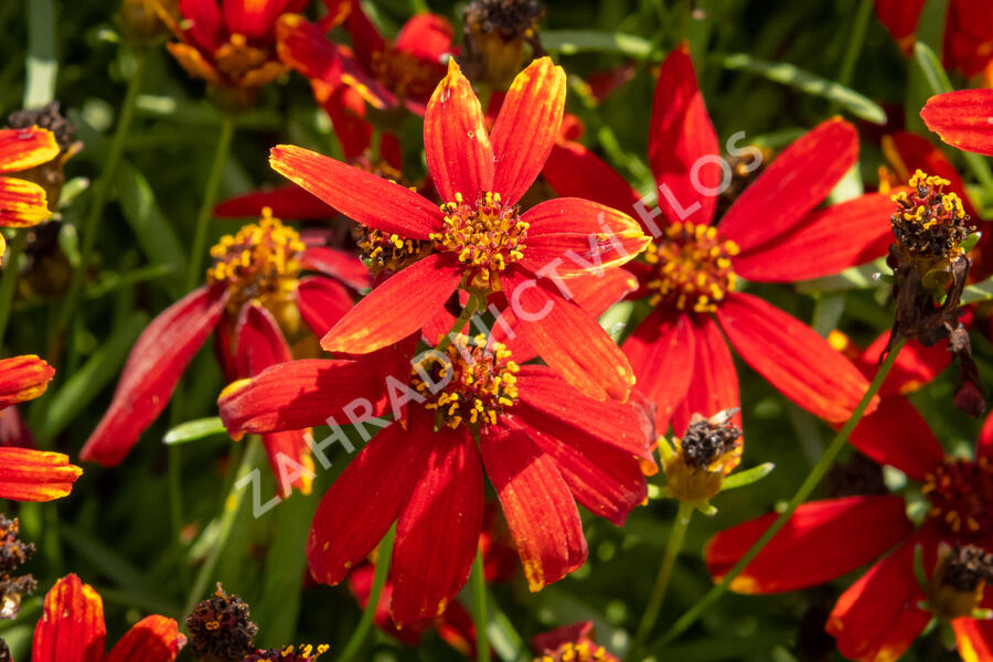 Krásnoočko přeslenité 'Ladybird' - Coreopsis verticillata 'Ladybird'
