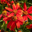 Krásnoočko přeslenité 'Ladybird' - Coreopsis verticillata 'Ladybird'