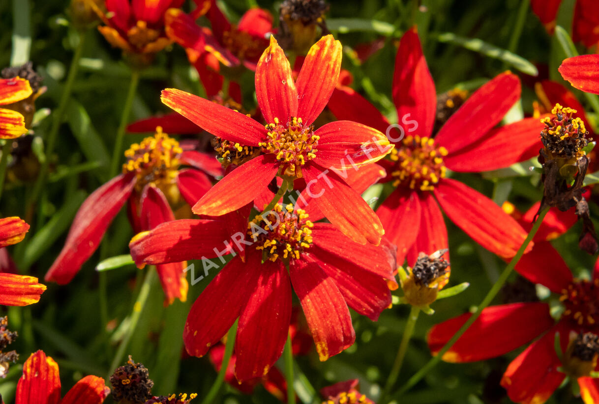 Krásnoočko přeslenité 'Ladybird' - Coreopsis verticillata 'Ladybird'
