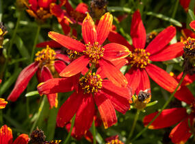 Krásnoočko přeslenité 'Ladybird' - Coreopsis verticillata 'Ladybird'