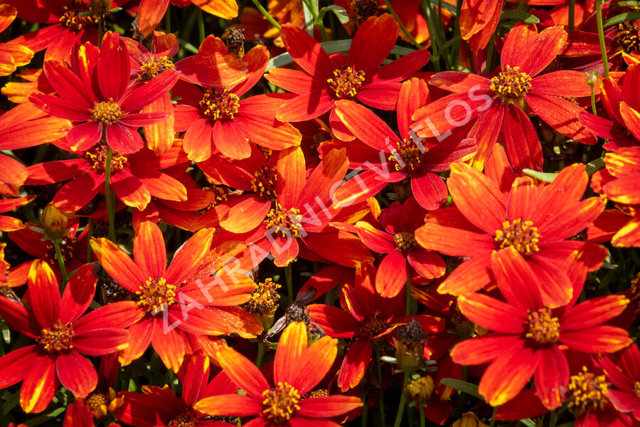 Krásnoočko přeslenité 'Ladybird' - Coreopsis verticillata 'Ladybird'