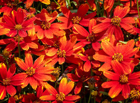 Krásnoočko přeslenité 'Ladybird' - Coreopsis verticillata 'Ladybird'