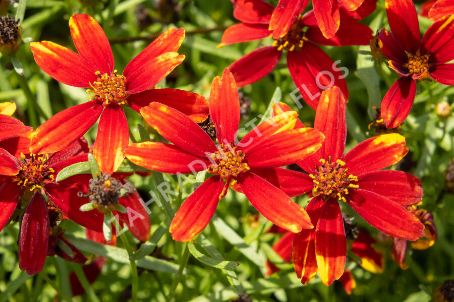 Krásnoočko přeslenité 'Ladybird' - Coreopsis verticillata 'Ladybird'