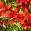 Krásnoočko přeslenité 'Ladybird' - Coreopsis verticillata 'Ladybird'