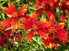 Krásnoočko přeslenité 'Ladybird' - Coreopsis verticillata 'Ladybird'