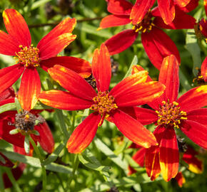 Krásnoočko přeslenité 'Ladybird' - Coreopsis verticillata 'Ladybird'