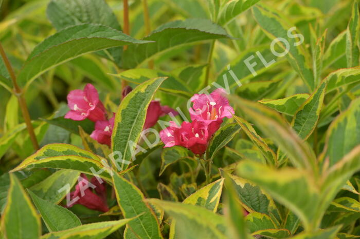 Vajgélie květnatá 'Brigela' - Weigela florida 'Brigela'