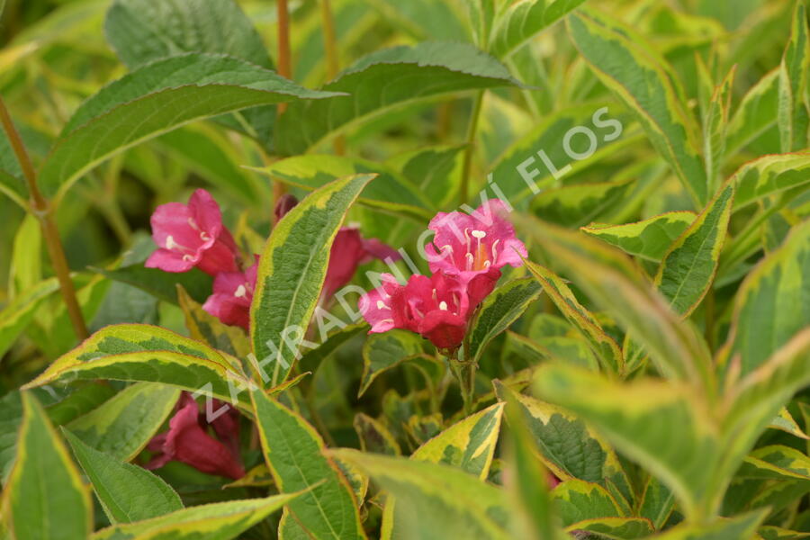 Vajgélie květnatá 'Brigela' - Weigela florida 'Brigela'