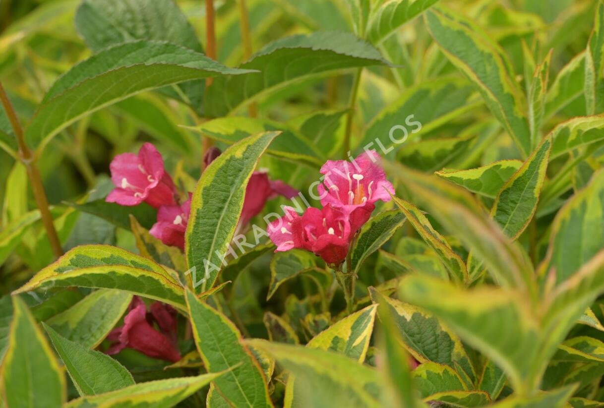 Vajgélie květnatá 'Brigela' - Weigela florida 'Brigela'