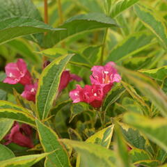 Vajgélie květnatá 'Brigela' - Weigela florida 'Brigela'