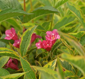 Vajgélie květnatá 'Brigela' - Weigela florida 'Brigela'