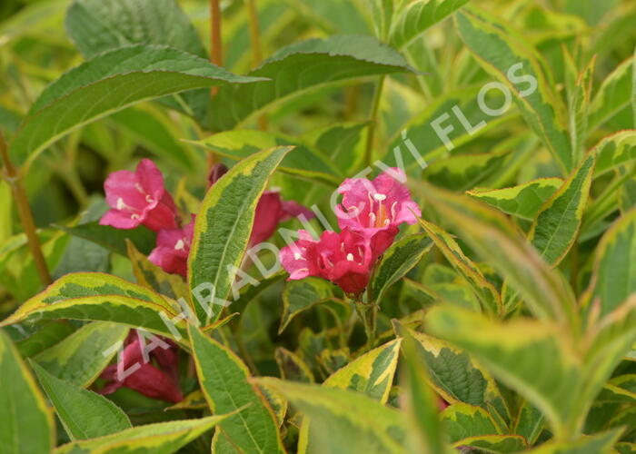 Vajgélie květnatá 'Brigela' - Weigela florida 'Brigela'