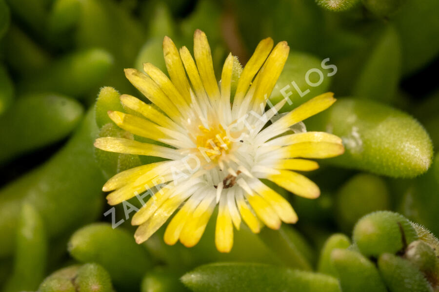 Kosmatec Cooperův 'Yellow' - Delosperma cooperi 'Yellow'