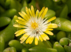 Kosmatec Cooperův 'Yellow' - Delosperma cooperi 'Yellow'