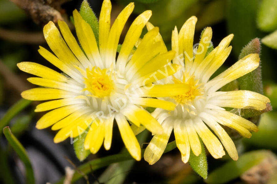 Kosmatec Cooperův 'Yellow' - Delosperma cooperi 'Yellow'