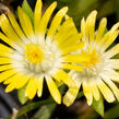 Kosmatec Cooperův 'Yellow' - Delosperma cooperi 'Yellow'