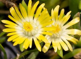 Kosmatec Cooperův 'Yellow' - Delosperma cooperi 'Yellow'