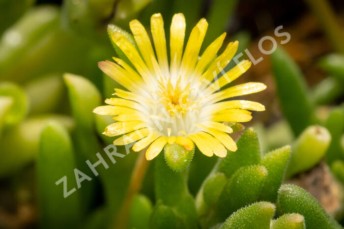 Kosmatec Cooperův 'Yellow' - Delosperma cooperi 'Yellow'