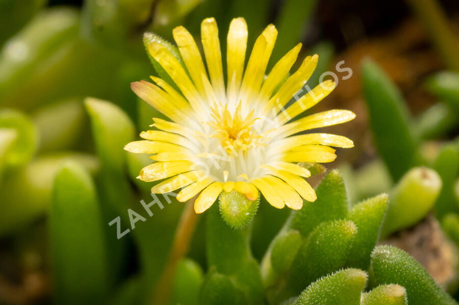 Kosmatec Cooperův 'Yellow' - Delosperma cooperi 'Yellow'
