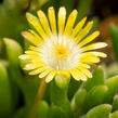 Kosmatec Cooperův 'Yellow' - Delosperma cooperi 'Yellow'
