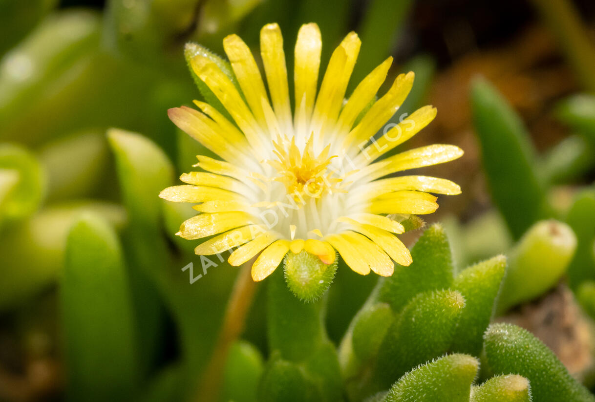 Kosmatec Cooperův 'Yellow' - Delosperma cooperi 'Yellow'