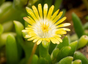 Kosmatec Cooperův 'Yellow' - Delosperma cooperi 'Yellow'
