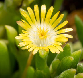 Kosmatec Cooperův 'Yellow' - Delosperma cooperi 'Yellow'