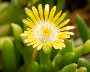 Kosmatec Cooperův 'Yellow'