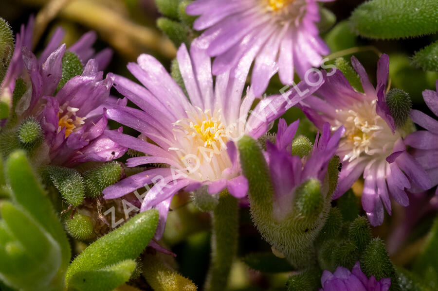 Kosmatec Cooperův 'Pink' - Delosperma cooperi 'Pink'