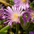 Kosmatec Cooperův 'Pink' - Delosperma cooperi 'Pink'