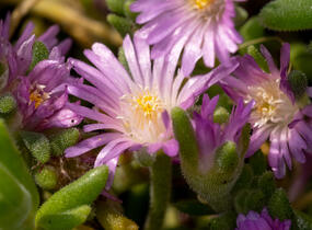 Kosmatec Cooperův 'Pink' - Delosperma cooperi 'Pink'